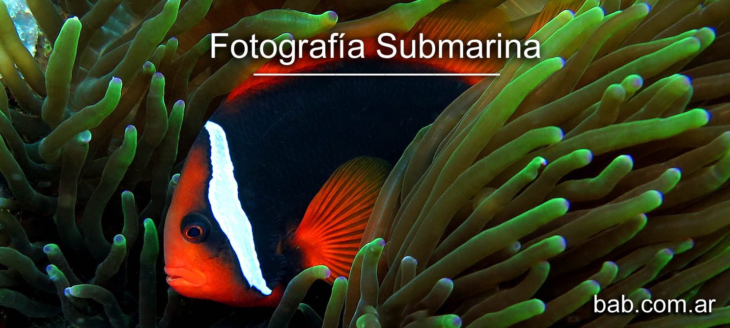 Curso Fotografia Subacuatica